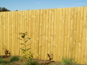 Fence Boards: Treated Pine
